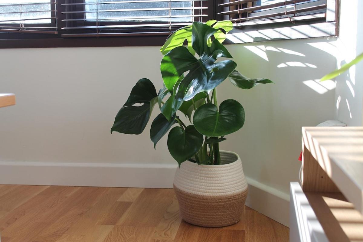 Remote Work Entire Flat 20min To Oxford St Londra
